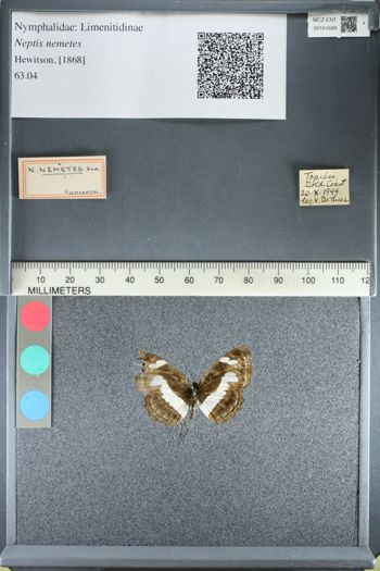 Media type: image; Entomology 161699